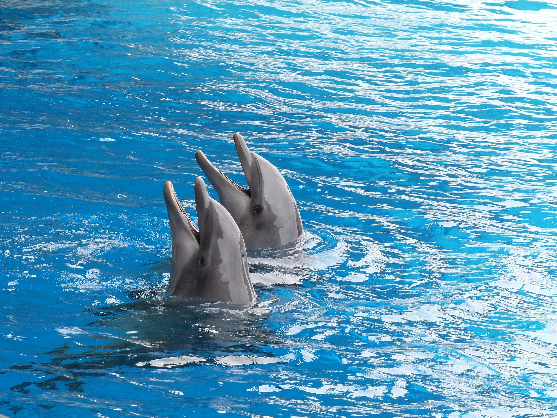 Happy Dolphins